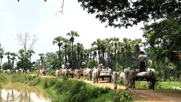 (ထွက်​ပြေးတိမ်း​ရှောင်​နေ​ရ​သော စစ်​ဘေး​ဒုက္ခသည်များ။ဓါတ်ပုံ-နိုက်တင်ဂေး)
