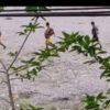 (​ခြေကျင်တောနင်းစစ်ကြောင်းထိုးနေသော စစ်ကောင်စီတပ်များ၊ ဓာတ်ပုံ - CJ)