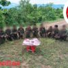 ဒေသအသီးသီးရှိ PDF တပ်ဖွဲ့များက ဒေါ်အောင်ဆန်းစုကြည်မွေးနေ့ ဆုတောင်းမှုများပြုလုပ်