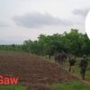 (ပြည်သူ့ကာကွယ်​ရေးတပ်-ဂန့်​ဂေါမှ တပ်ဖွဲ့ဝင်အချို့။ ဓါတ်ပုံ-PDFဂန်​ဂေါ)