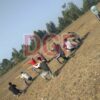 ဒီမိုကရက်တစ်ပြောက်ကျား တပ်ဖွဲ့(အောက်ချင်းတွင်း)