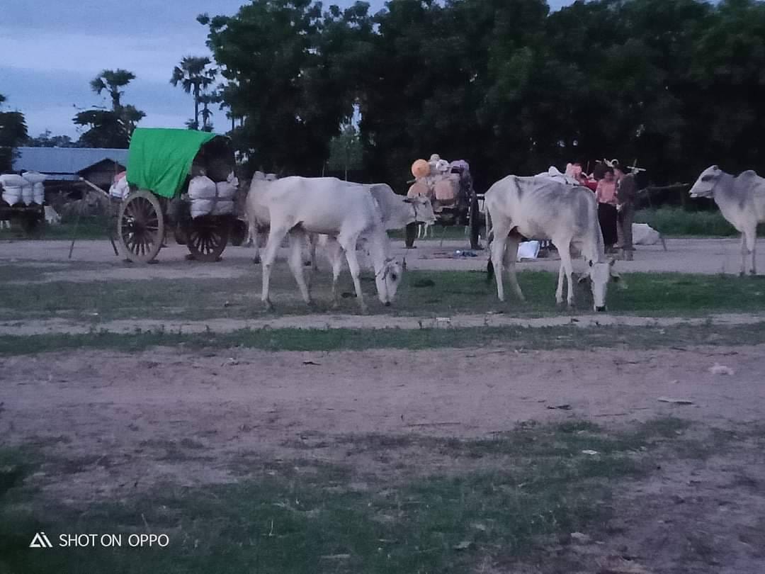 (ယနေ့ နံနက်အစောပိုင်းကစ၍ စစ်ဘေးရှောင်နေရသည့် ယင်းမာပင်မြို့နယ်မှ ဒေသခံများဖြစ်သည်။ ဓာတ်ပုံ - CJ)