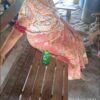 ဓာတ်ပုံ - KNU