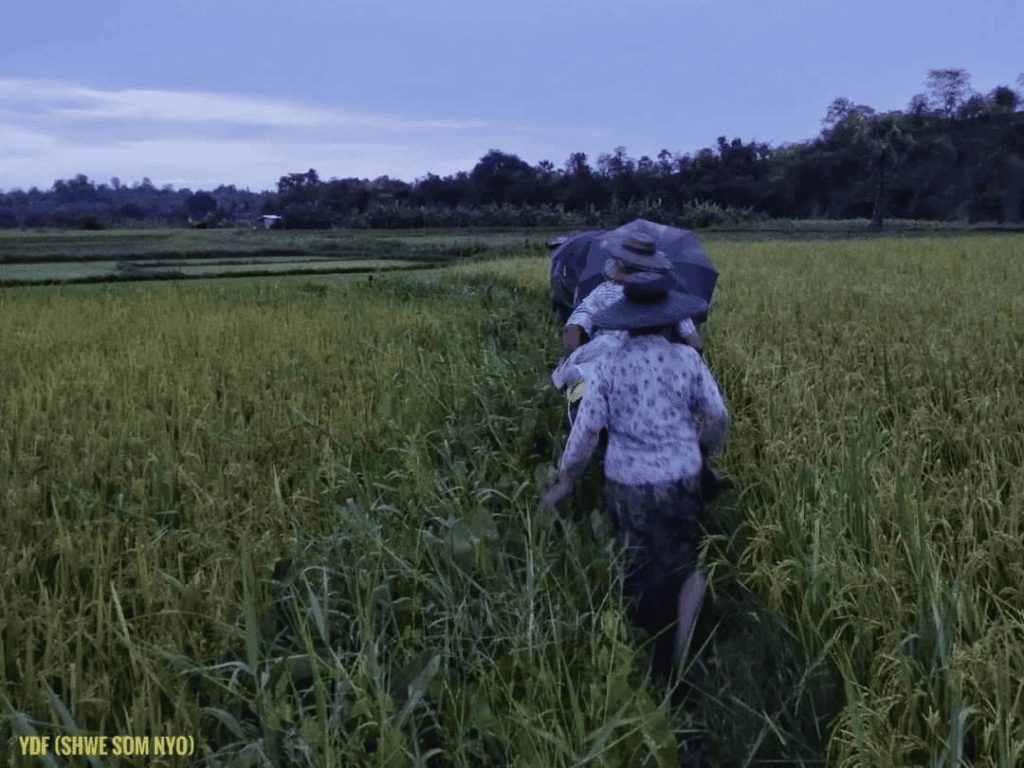 (ယနေ့ နံနက်အစောပိုင်းတွင် စစ်ဘေးရှောင်နေရသည့် ထီးလင်းမြို့နယ်တွင်းမှ ဒေသခံများဖြစ်သည်။ဓာတ်ပုံ - YDF)