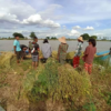 (တောင်သူလုပ်ငန်းခွင် ကူညီနေသည့် အမျိုးသမီးစစ်သည်တော်တပ်ရင်းမှ တပ်ဖွဲ့ဝင်အမျိုးသမီးများ၊ ဓာတ်ပုံ-Myaung Women Warriors)
