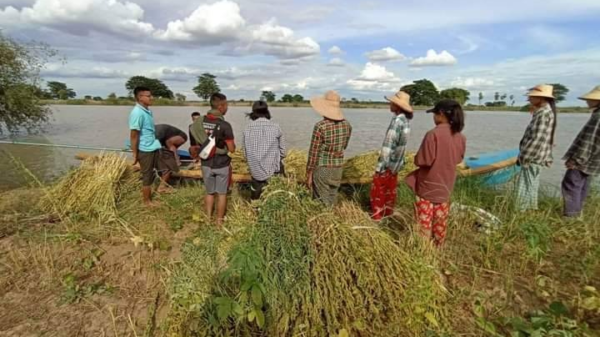 (တောင်သူလုပ်ငန်းခွင် ကူညီနေသည့် အမျိုးသမီးစစ်သည်တော်တပ်ရင်းမှ တပ်ဖွဲ့ဝင်အမျိုးသမီးများ၊ ဓာတ်ပုံ-Myaung Women Warriors)