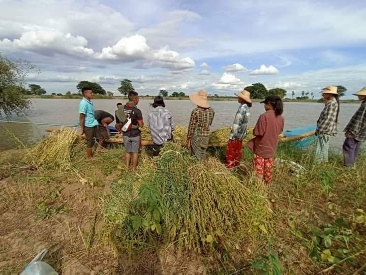 (တောင်သူလုပ်ငန်းခွင် ကူညီနေသည့် အမျိုးသမီးစစ်သည်တော်တပ်ရင်းမှ တပ်ဖွဲ့ဝင်အမျိုးသမီးများ၊ ဓာတ်ပုံ-Myaung Women Warriors)