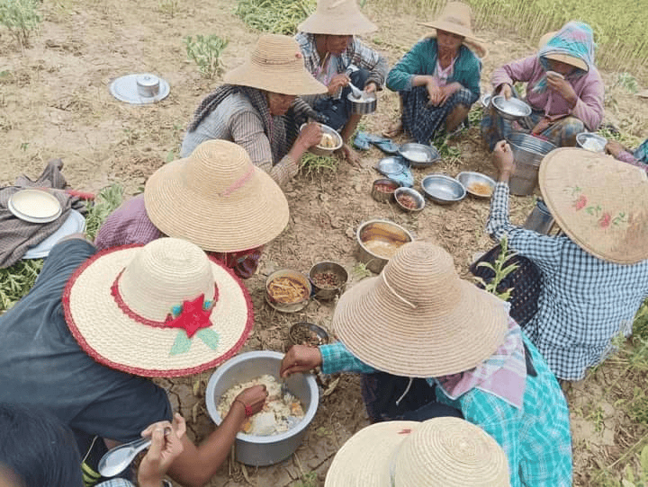 (တောင်သူလုပ်ငန်းခွင် ကူညီနေသည့် အမျိုးသမီးစစ်သည်တော်တပ်ရင်းမှ တပ်ဖွဲ့ဝင်အမျိုးသမီးများ၊ ဓာတ်ပုံ-Myaung Women Warriors)