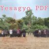 ရေစကြို PDF