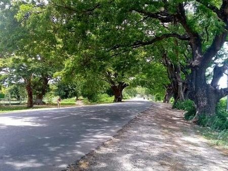 (ရွှေဘို-မန္တလေးလမ်းပိုင်းတစ်​နေရာ ။ ။ဓါတ်ပုံ-CJ)