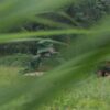 (MNDAA ရဲ​ဘော်များအား ​တွေ့ရစဥ်)