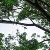 (ယခင်ရက်ပိုင်းအတွင်းက စစ်ကိုင်းတိုင်း၊ ကန့်ဘလူမြို့နယ်အတွင်း အကြမ်းဖက်စစ်တပ်က ရဟတ်ယာဥ်ဖြင့် ပစ်ခတ်ခဲ့စဥ်။ ။ဓာတ်ပုံ-CJ)