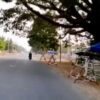 ဓါတ်ပုံ - CJ