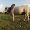 (အညာ​ဒေသမှ နွားတစ်​ကောင် ။ ။ဓါတ်ပုံ-CJ)