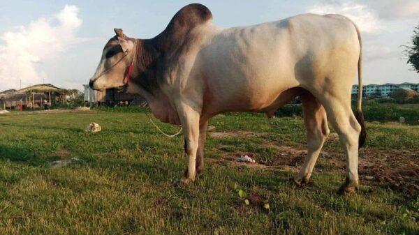 (အညာ​ဒေသမှ နွားတစ်​ကောင် ။ ။ဓါတ်ပုံ-CJ)