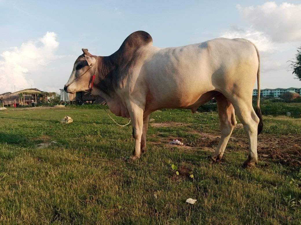 (အညာ​ဒေသမှ နွားတစ်​ကောင် ။ ။ဓါတ်ပုံ-CJ)