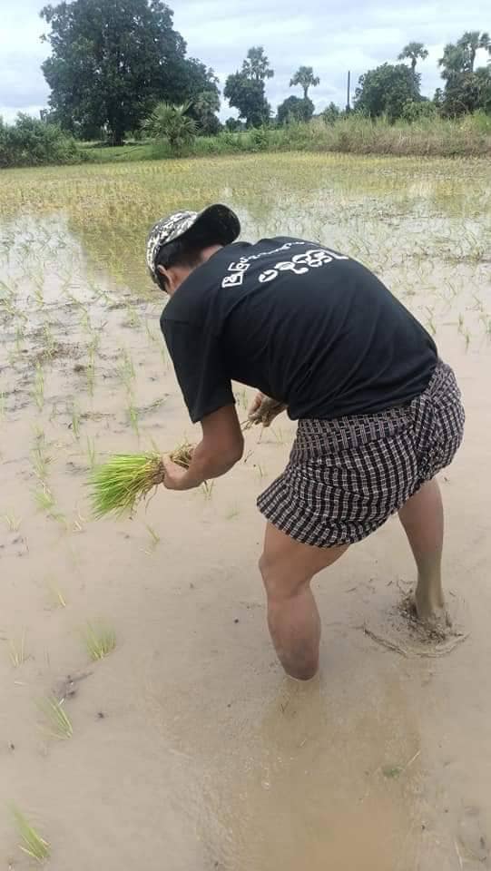 (စပါးစိုက်နေကြသော ပခုက္ကူမြို့ပြပြောက်ကျားတပ်ဖွဲ့ဝင် ရဲဘော်များ၊ဓာတ်ပုံ-ပခုက္ကူမြို့ပြပြောက်ကျားတပ်ဖွဲ့)