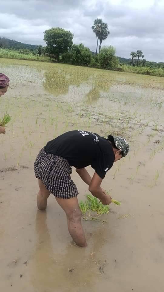 (စပါးစိုက်နေကြသော ပခုက္ကူမြို့ပြပြောက်ကျားတပ်ဖွဲ့ဝင် ရဲဘော်များ၊ဓာတ်ပုံ-ပခုက္ကူမြို့ပြပြောက်ကျားတပ်ဖွဲ့)
