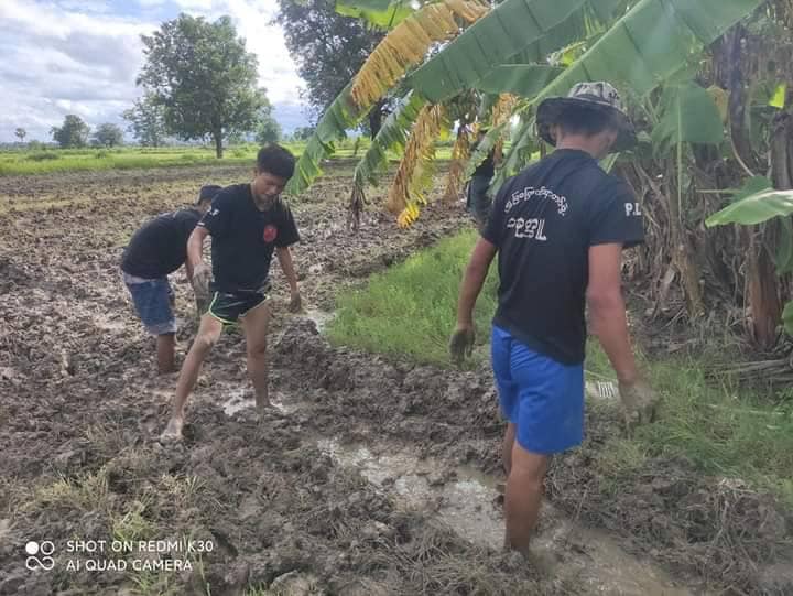 (စပါးစိုက်နေကြသော ပခုက္ကူမြို့ပြပြောက်ကျားတပ်ဖွဲ့ဝင် ရဲဘော်များ၊ဓာတ်ပုံ-ပခုက္ကူမြို့ပြပြောက်ကျားတပ်ဖွဲ့)