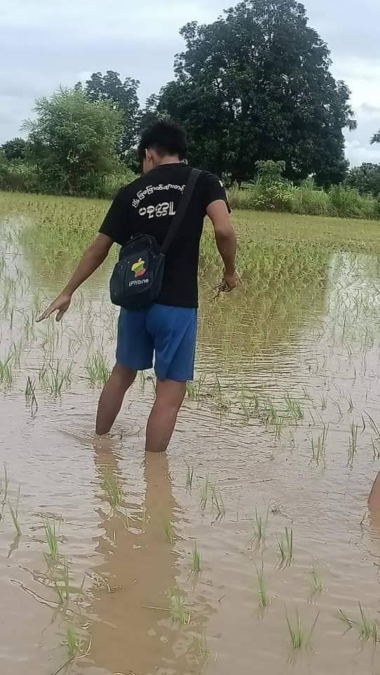 (စပါးစိုက်နေကြသော ပခုက္ကူမြို့ပြပြောက်ကျားတပ်ဖွဲ့ဝင် ရဲဘော်များ၊ဓာတ်ပုံ-ပခုက္ကူမြို့ပြပြောက်ကျားတပ်ဖွဲ့)