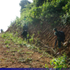 ဓာတ်ပုံ - KNU