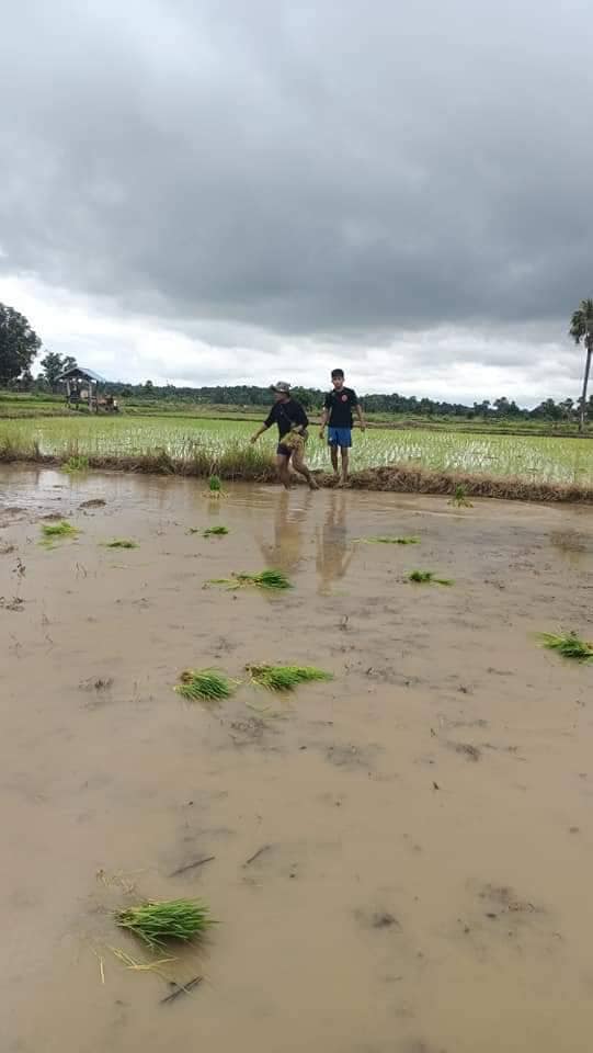 (စပါးစိုက်နေကြသော ပခုက္ကူမြို့ပြပြောက်ကျားတပ်ဖွဲ့ဝင် ရဲဘော်များ၊ဓာတ်ပုံ-ပခုက္ကူမြို့ပြပြောက်ကျားတပ်ဖွဲ့)