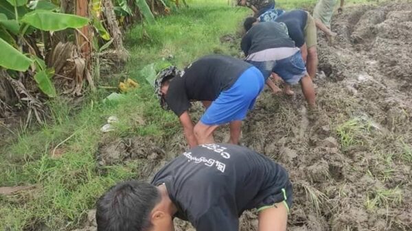 (စပါးစိုက်နေ​ကြသော ပခုက္ကူမြို့ပြပြောက်ကျားတပ်ဖွဲ့ဝင် ရဲဘော်များ၊ဓာတ်ပုံ-ပခုက္ကူမြို့ပြပြောက်ကျားတပ်ဖွဲ့)