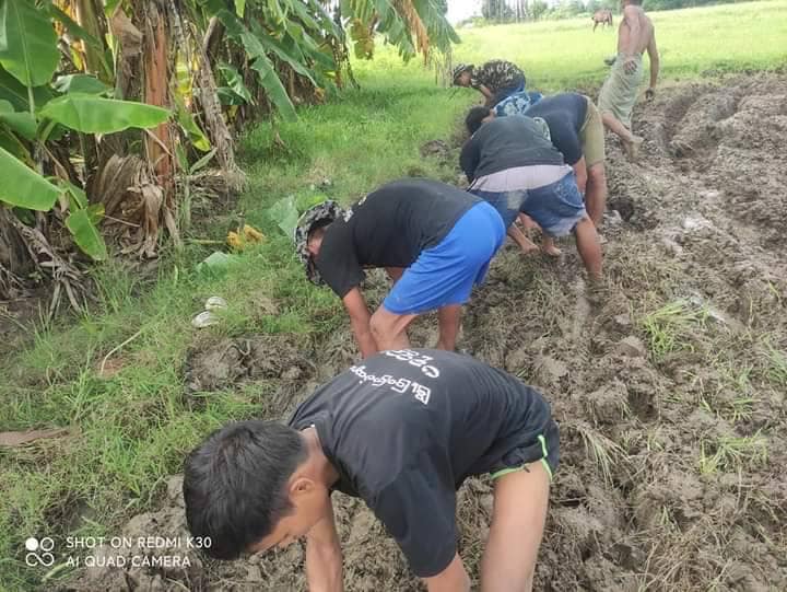(စပါးစိုက်နေ​ကြသော ပခုက္ကူမြို့ပြပြောက်ကျားတပ်ဖွဲ့ဝင် ရဲဘော်များ၊ဓာတ်ပုံ-ပခုက္ကူမြို့ပြပြောက်ကျားတပ်ဖွဲ့)