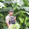 ဓာတ်ပုံ - Cobra Column