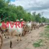 (ထွက်ပြေးတိမ်းရှောင်လာရသော မြိုင်နယ်ပြည်သူများ၊ ဓာတ်ပုံ - MVRF)