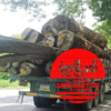 (သံကြိုးတုပ်၍ သယ်ဆောင်သွားသည့် သစ်တင်ယာဥ်တစ်စီးအား တွေ့ရစဥ်၊ ဓာတ်ပုံ-မုံရွာမြို့နယ် သတင်းမှန်ပြန်ကြားရေး)