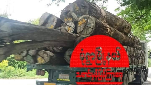 (သံကြိုးတုပ်၍ သယ်ဆောင်သွားသည့် သစ်တင်ယာဥ်တစ်စီးအား တွေ့ရစဥ်၊ ဓာတ်ပုံ-မုံရွာမြို့နယ် သတင်းမှန်ပြန်ကြားရေး)