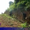 (KNU တပ်မဟာ ၅ မှ တပ်ဖွဲ့ဝင်များ ။ဓါတ်ပုံ-KNU)