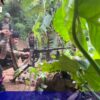 ဓာတ်ပုံ - KNU၊ Cobra Column