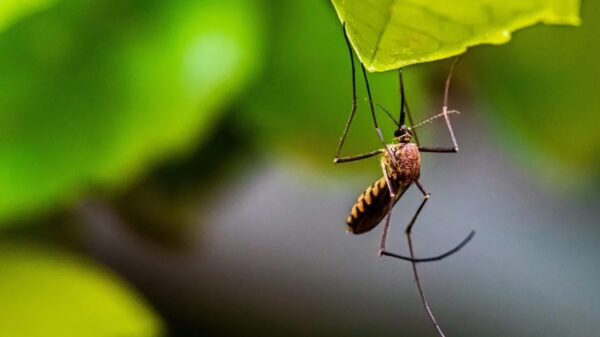 အစွမ်းအထက်ဆုံး ငှက်ဖျား ကာကွယ်ဆေး အသစ်တစ်မျိုးကို လာမယ့်နှစ်မှာ စတင်ဖြန့်ဝေဖို့ စီစဉ်နေ