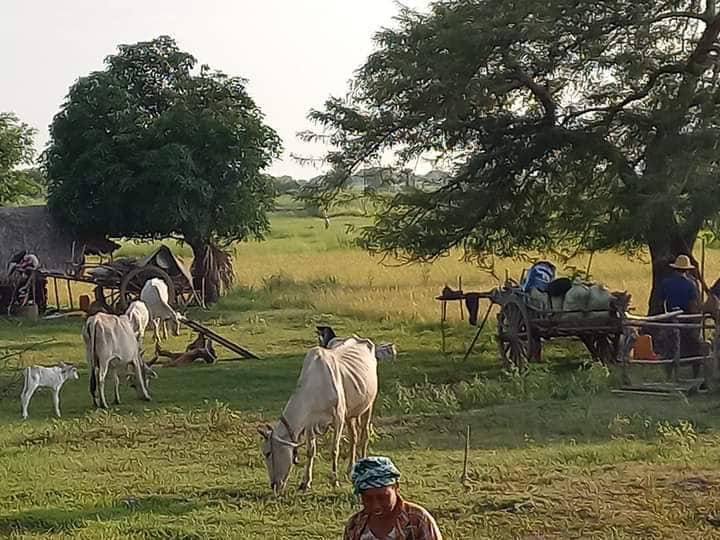 ပိုးထိကလေးငယ်အား တွေ့ရစဥ်၊ ထွက်ပြေးတိမ်းရှောင်နေရသည့်ပြည်သူများ၊ ဓာတ်ပုံ-Cj