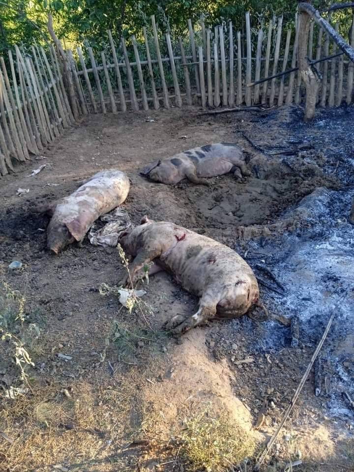 စစ်ကောင်စီတပ် မီးရှို့ဖျက်ဆီးသွားသည့် အုပ်ရှစ်ကုန်းရွာရှိ ကြက်ခြံအပါအဝင် မွေးမြူရေးခြံများ၊ ဓာတ်ပုံ- အရာတော်ပို့စ်