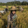 စပါးအ​ခြေခံဈေးနှုန်းကို ပြင်ပ​ဈေးထက် ထက်ဝက်ခန့်​လျှော့၍စစ်ကောင်စီသတ်မှတ်