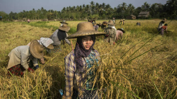 စပါးအ​ခြေခံဈေးနှုန်းကို ပြင်ပ​ဈေးထက် ထက်ဝက်ခန့်​လျှော့၍စစ်ကောင်စီသတ်မှတ်