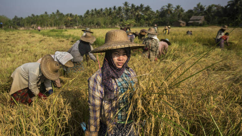 စပါးအ​ခြေခံဈေးနှုန်းကို ပြင်ပ​ဈေးထက် ထက်ဝက်ခန့်​လျှော့၍စစ်ကောင်စီသတ်မှတ်