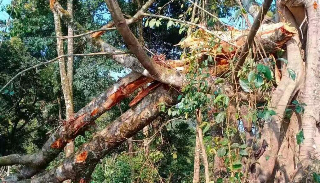 (အာဏာသိမ်းစစ်ကောင်စီတပ်က ညသန်းခေါင်အချိန်တွင် MNDAA၏ မုံးကိုးဒေသရှိခံတပ်ကို Su-30တိုက်လေယာဉ်ဖြင့် လာရောက်ပစ်ခတ်တိုက်ခိုက်ပြီးနောက် တွေ့ရစဥ်၊ ဓာတ်ပုံ - The Kokang)