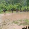 (CDF-Zotung တပ်ဖွဲ့ဝင်များ စစ်​ရေး​လေ့ကျင့်​နေစဥ်။ ဓါတ်ပုံ-CDF)