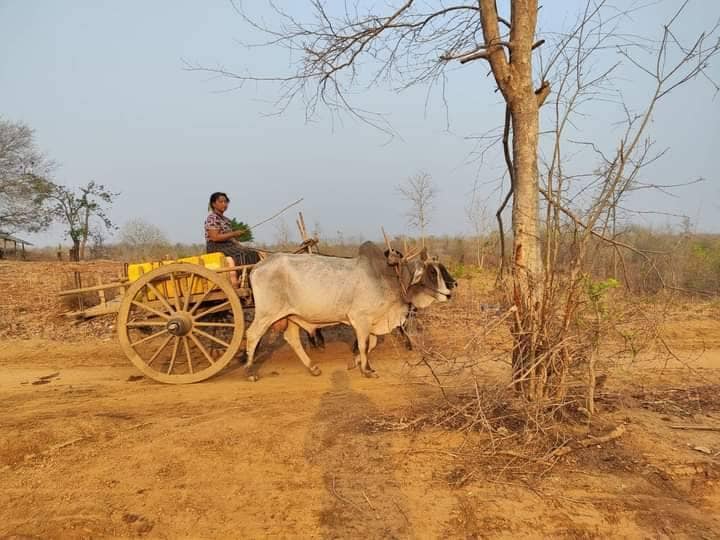 (ခင်ဦးမြို့နယ်အတွင်း ရေခမ်းခြောက်နေသောအိုင်များအား တွေ့ရစဥ်။ ဓာတ်ပုံ-ခင်ဦးမြို့နယ် သတင်းမှန်ပြန်ကြားရေးအဖွဲ့)