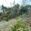 (ကျားဖြူစစ်ကြောင်းအား စစ်ကောင်စီတပ် လေကြောင်းတိုက်ခိုက်ခံရပြီးနောက် တွေ့ရစဥ်။ ဓာတ်ပုံ - Albino Tiger Company-1)
