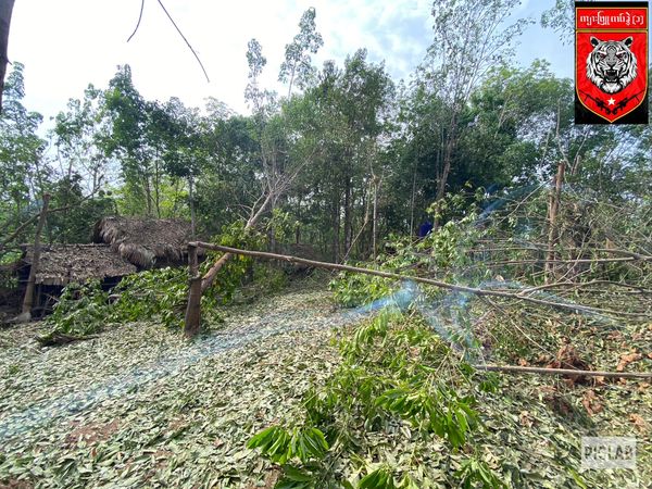 (ကျားဖြူစစ်ကြောင်းအား စစ်ကောင်စီတပ် လေကြောင်းတိုက်ခိုက်ခံရပြီးနောက် တွေ့ရစဥ်။ ဓာတ်ပုံ - Albino Tiger Company-1)