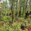 (KNDF ရဲဘော်များနယ်မြေရှင်းလင်းရေးလုပ်ဆောင်နေစဉ်။ဓာတ်ပုံ - KNDF)