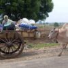 (စစ်ကိုင်းတိုင်း ကျွန်းလှမြို့နယ်မှ စစ်ဘေးရှောင်ပြည်သူအချို့အား မေလ ၁၆ရက်က တွေ့ရစဉ်။ ဓာတ်ပုံ - ကျွန်းလှတက်ကြွလှုပ်ရှားသူများအဖွဲ့)