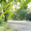 (စစ်ကောင်စီယာဥ် ဖြတ်သန်းသွားလာနေသည်ကို တွေ့ရစဥ်)