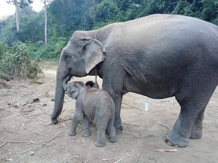 (CDM ပြုလုပ်ခဲ့သော်လည်း ဆင်များအားထားမသွားနိုင်၍ ပြုစုပေးနေရသော CDM ဝန်ထမ်းအချို့အား တွေ့ရစဥ်။ ဓာတ်ပုံ-KLG PDF)