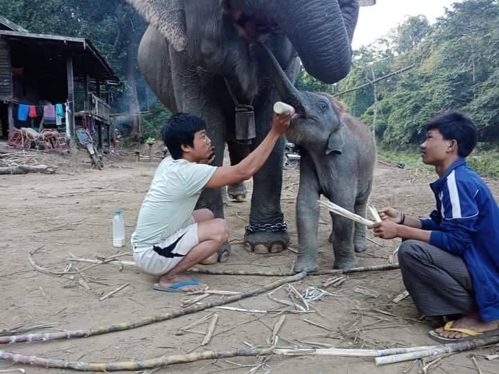 (CDM ပြုလုပ်ခဲ့သော်လည်း ဆင်များအားထားမသွားနိုင်၍ ပြုစုပေးနေရသော CDM ဝန်ထမ်းအချို့အား တွေ့ရစဥ်။ ဓာတ်ပုံ-KLG PDF)